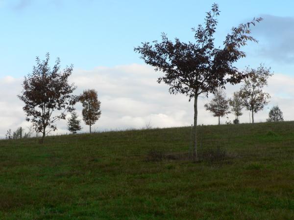 07/10/12. Arboretum des Pouyouleix. Quercus variabilis Blume. Photo: M.P. Thuaud.