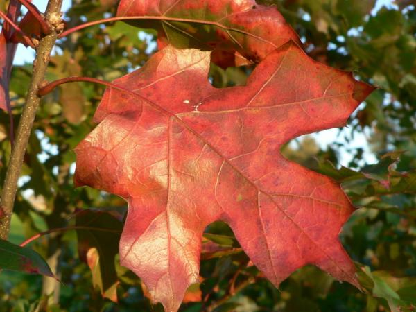 07/10/12. Arboretum des Pouyouleix. Quercus acerifolia Stoynoff & Hess. Photo: M.P. Thuaud.