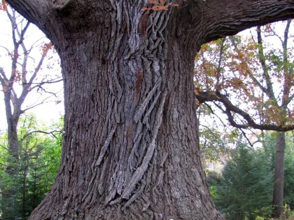 Scrat next to Quercus ×bebbiana, Art Davis' residence - Photo: G. Sternberg