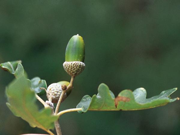 Q. pubescens (syn. Q. virgiliana) acorn, near Forcalquier, Alpes-de-Haute-Provence