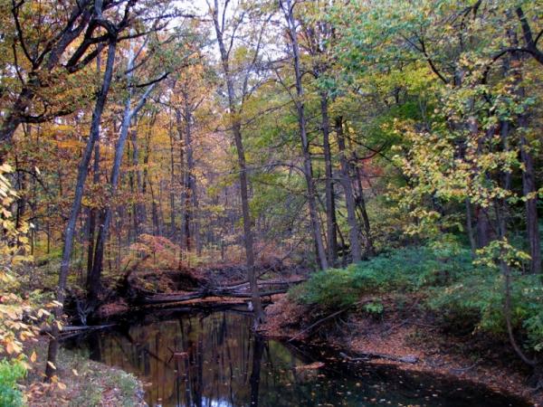 Warren Woods - Photo: G. Sternberg