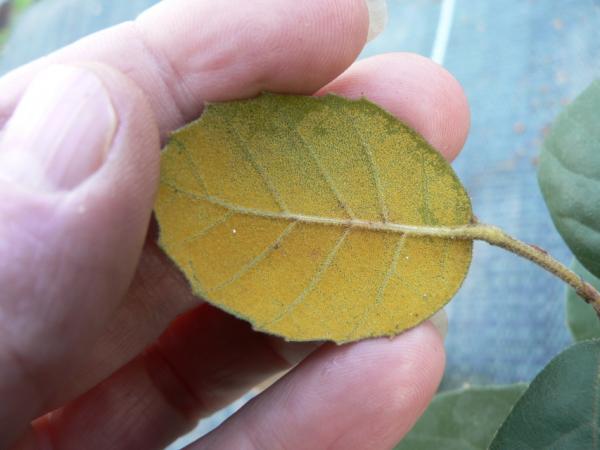 07/10/12. Arboretum des Pouyouleix. Quercus alnifolia Poech. Photo: M.P. Thuaud.