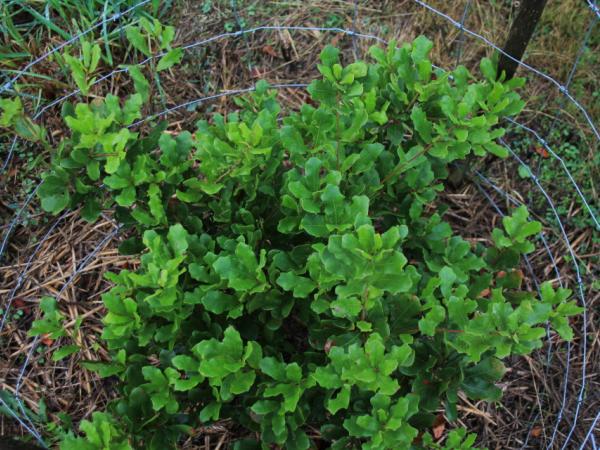07/10/12. Arboretum des Pouyouleix. Quercus chapmanii Sarg. Photo: J. Bömer.
