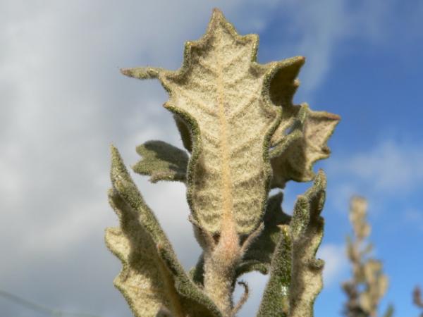 07/10/12. Arboretum des Pouyouleix. Quercus greggii (A. DC.) Trel. Photo: M.P. Thuaud.