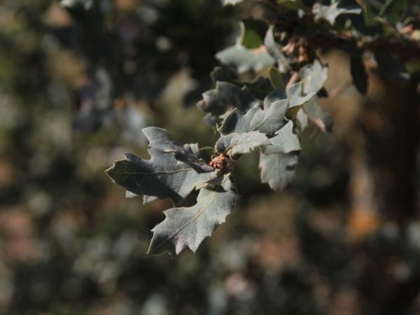 06/10/12. Arboretum de la Bergerette. Quercus grisea Liebm. Photo: J. Bömer.