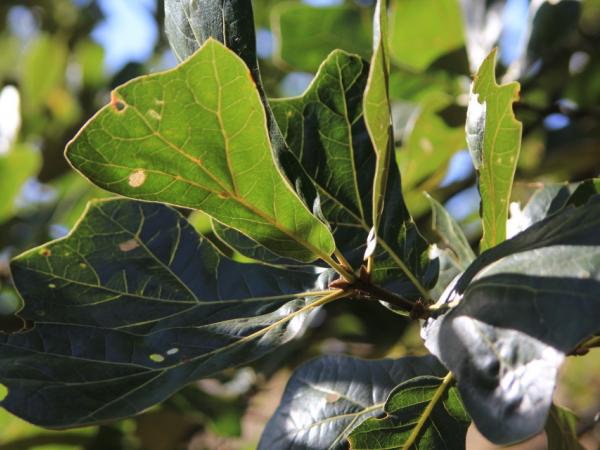 06/10/12. Arboretum de la Bergerette. Quercus marilandica (L.) Münchh. Photo: J. Bömer.