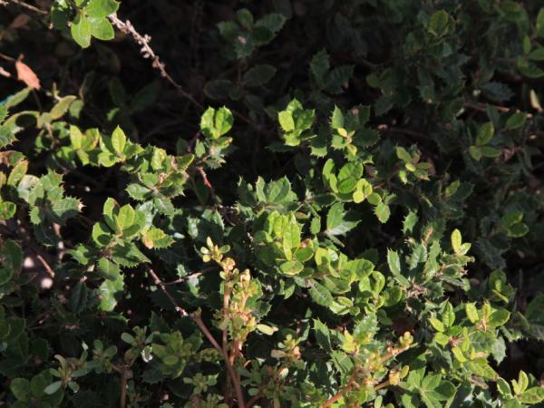 06/10/12. Arboretum de la Bergerette. Quercus monimotricha Hand.-Mazz. Photo: J. Bömer.