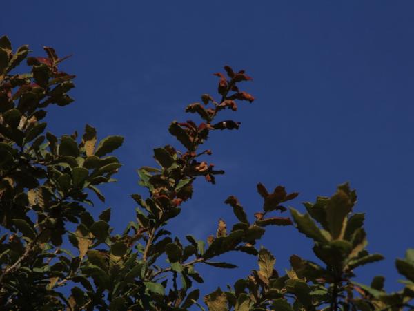 06/10/12. Arboretum de la Bergerette. Quercus obtusata Bonpl. Photo: J. Bömer.