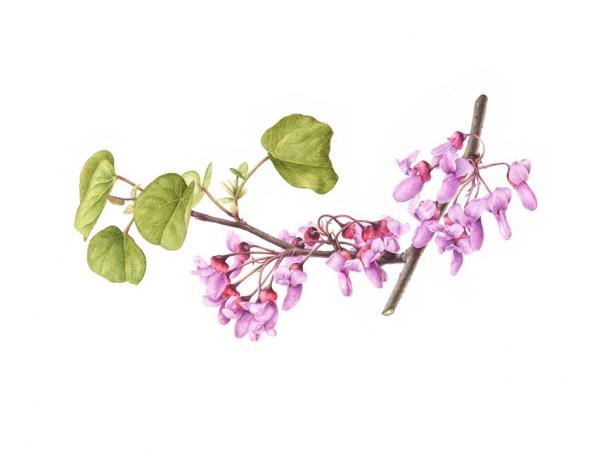 Cercis siliquastrum - Judas Tree, now held in the Hunt Institute collection, Pittsburgh