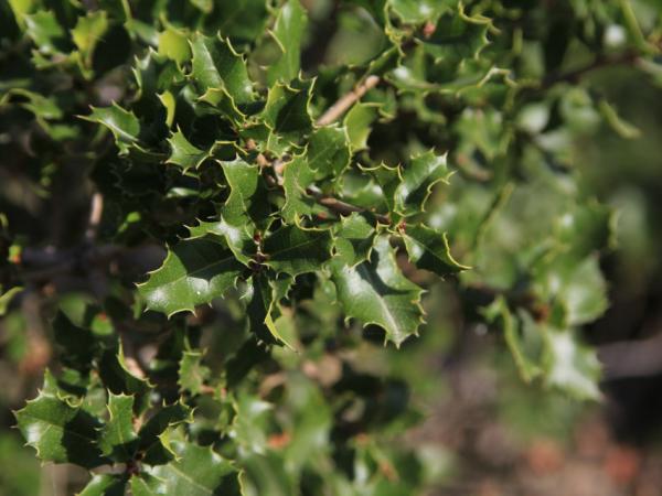 06/10/12. Arboretum de la Bergerette. Quercus coccifea subsp. rivas-martinezii J.H. Copelo & J.C. Costa. Photo: J. Bömer.