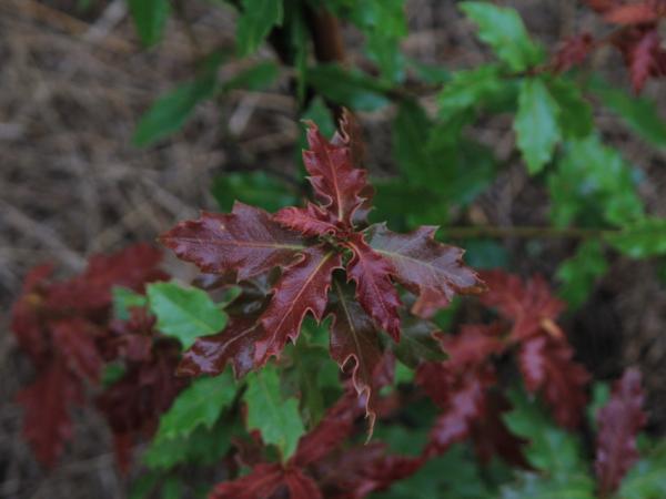 07/10/12. Arboretum des Pouyouleix. Quercus sp? (N. Macer collection). Photo: J. Bömer.