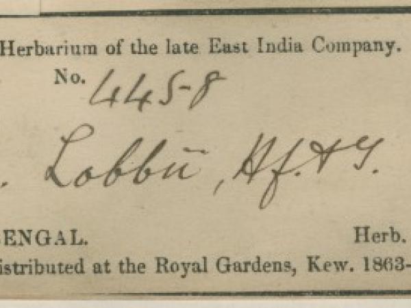 Quercus lobbii label