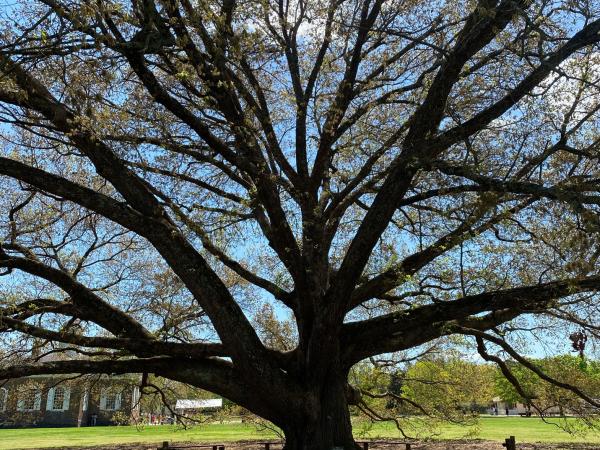 Compton Oak in 2023
