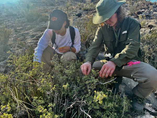 Lainey Kirshberger and Ryan Silver, students at Oklahoma State University, participated in the fieldwork and will lead the genetic and epigenetic analysis under the supervision of Dr. Antonio R. Castilla. Lainey Kirshberger and Ryan Silver, students at Oklahoma State University, participated in the fieldwork and will lead the genetic and epigenetic analysis under the supervision of Dr. Antonio R. Castilla.