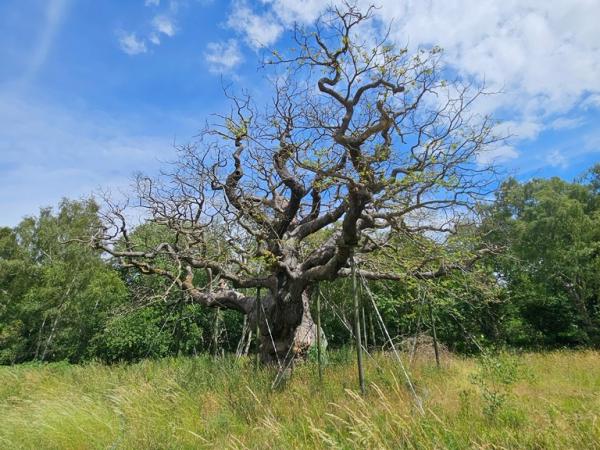 The Major Oak