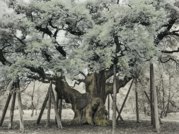 The Major Oak by Beth Moon The Major Oak by Beth Moon