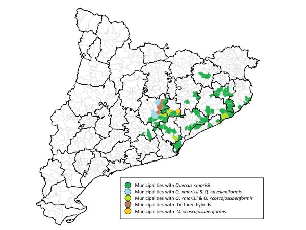 Map of the comarcas of Catalonia indicating the presence of Quercus suber hybrids Map of the comarcas of Catalonia indicating the presence of Quercus suber hybrids