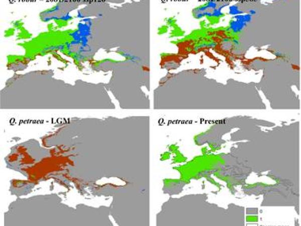 Modeled distributions of temperate-zone species (Quercus robur and Q. petraea) under climatic conditions of the Last Glacial Maximum (~22,000 years before present), the Present, and future projections (2081-2100) under SSP1-2.6 and SSP5-8.5 scenarios. Modeled distributions of temperate-zone species (Quercus robur and Q. petraea) under climatic conditions of the Last Glacial Maximum (~22,000 years before present), the Present, and future projections (2081-2100) under SSP1-2.6 and SSP5-8.5 scenarios.