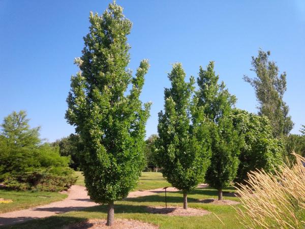 Quercus ×bimundorum ‘Crimschmidt’ growing in the Prairie Arboretum, Freeman, South Dakota, USA © Dirk GiseburtQuercus ×bimundorum ‘Crimschmidt’ growing in the Prairie Arboretum, Freeman, South Dakota, USA © Dirk Giseburt