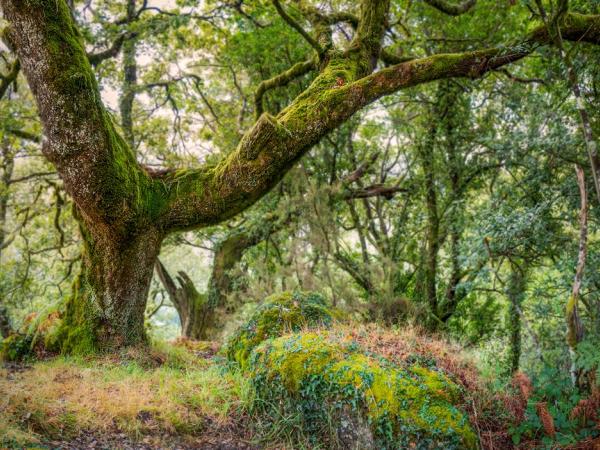 A moss-covered oak (Quercus orocantabrica) in Mata de Albergaria, Peneda-Gerês National Park, Portugal © Amit Zoran A moss-covered oak (Quercus orocantabrica) in Mata de Albergaria, Peneda-Gerês National Park, Portugal © Amit Zoran