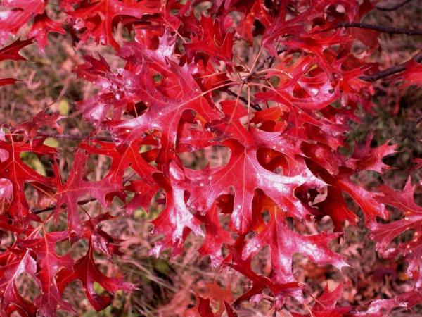 Quercus ellipsoidalis - Guy Sternberg