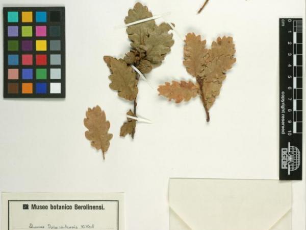 Quercus dschorochensis