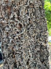 Acorns Cached in Cork