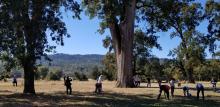 Collecting acorns under the National Champion valley oak