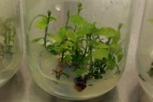 Micropropating oaks