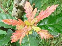 Quercus robur × dentata Quercus robur × dentata