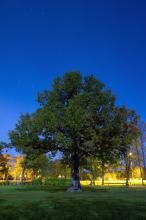 Orisaree Oak at night - Photo: ©Kalmer Saar