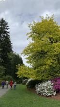 Golden oak at Washington Park Arboretum