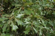 leaf_r_43_m.jpg