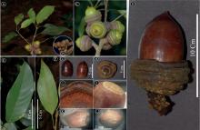 Quercus mangdenensis images