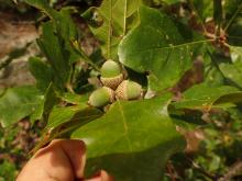 Quercus boyntonii acorns