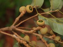 Quercus argentata