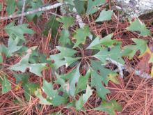 Quercus georgiana