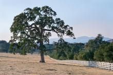 Quercus lobata, San Marcos Pass Rd., Santa Barbara, California, USA.