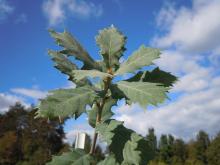 q.macrocarpa_x_turbinella.jpg