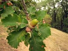 q_pubescens-bergerette_640.jpg