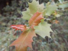 qa007newgrowth2mj.jpg