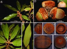 Quercus sontraensis Quercus sontraensis