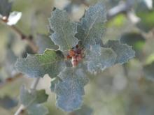 Quercus berberidifolia, Peachy Canyon Road quercus_berberidifolia_600x450.jpg