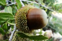Quercus calliprinos acorn