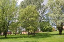 quercus_faginea_19.jpg