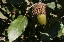 quercus_ithaburensis_native_habitat.jpg