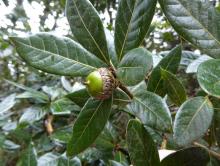 Quercus tonduzii with acorn
