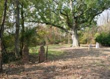 Sacred Oak in Oley Valley
