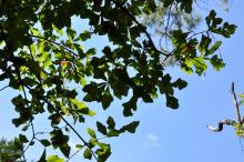 Quercus sinuata