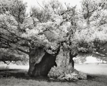 The Queen Elizabeth Oak by Beth Moon